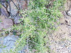 Condalia globosa pubescens