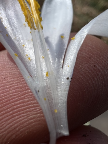 Crocus vernus