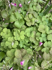 Oxalis articulata