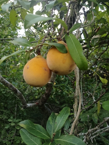 Climbing Milk-Apricot