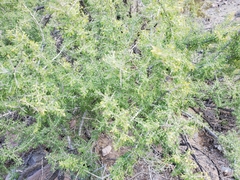 Condalia globosa pubescens