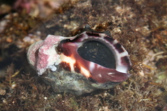 Rapaninae