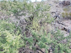 Condalia globosa pubescens