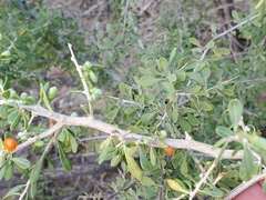 Condalia globosa pubescens
