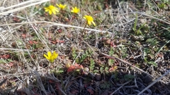 Crocidium multicaule