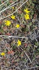 Crocidium multicaule