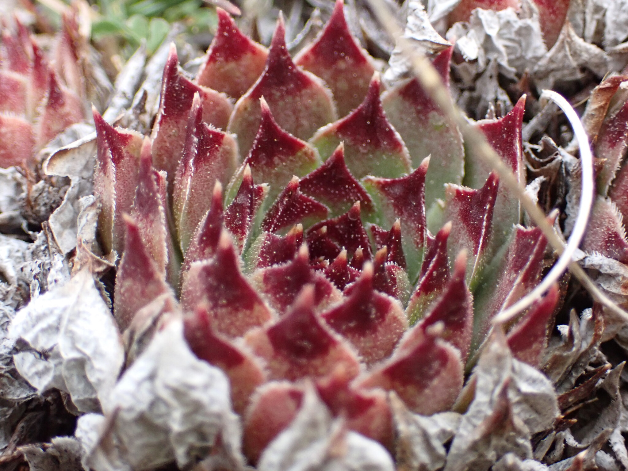 Imagem de Flor pontuda