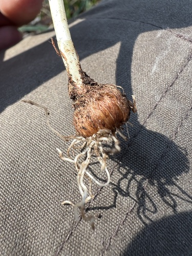 Crocus vernus