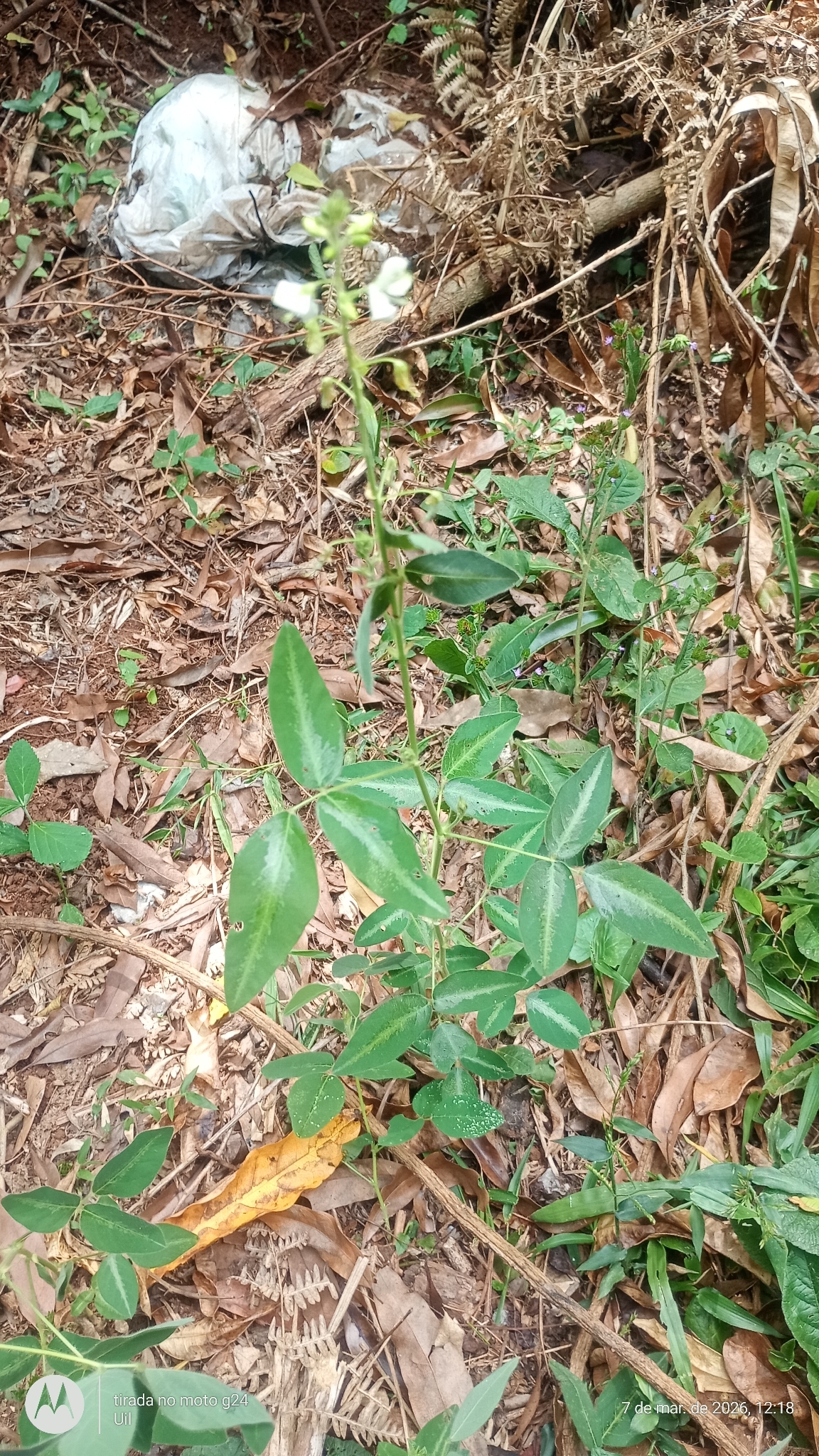 Desmodium uncinatum