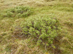 Salix richardsonii