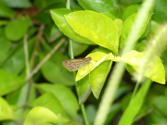 Vehilius stictomenes stictomenes