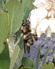 Criorhina nigripes