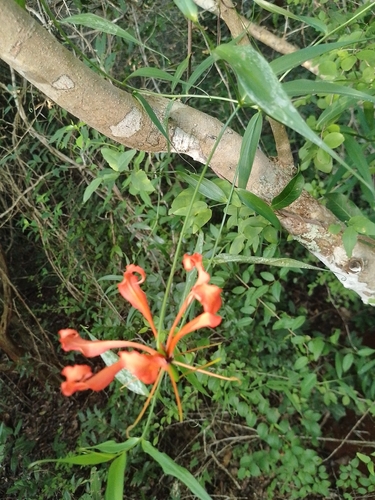 flame lily