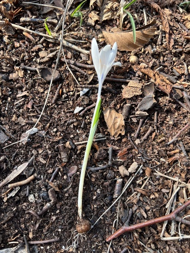 Crocus vernus
