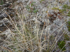 Carex borealipolaris