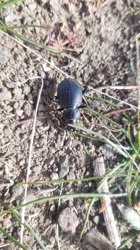 Calosoma luxatum photo 4