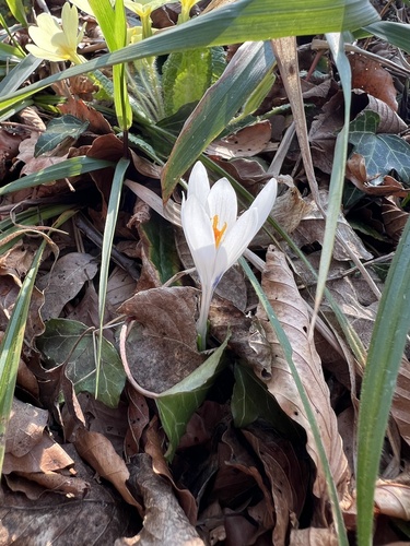 Crocus vernus