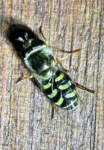 Unknown species found near Roberta Dr, San Mateo, CA, US