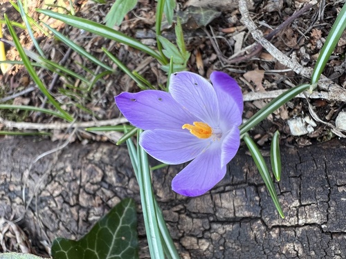 Crocus vernus