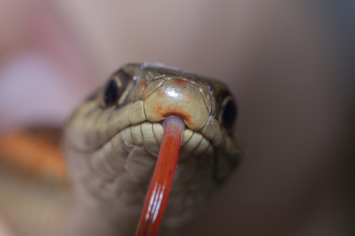 Western Terrestrial Garter Snake