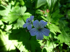 Geranium krylovii