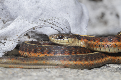 Western Terrestrial Garter Snake
