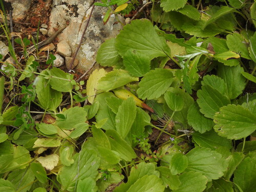 Ranunculus bullatus, photograph 1