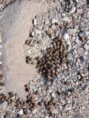 Odocoileus hemionus eremicus