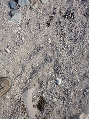 Odocoileus hemionus eremicus