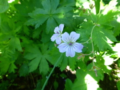 Geranium krylovii
