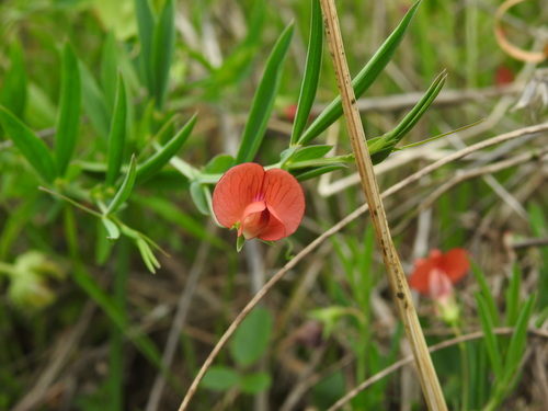 amphicarpic vetchling (Lathyrus amphicarpos)