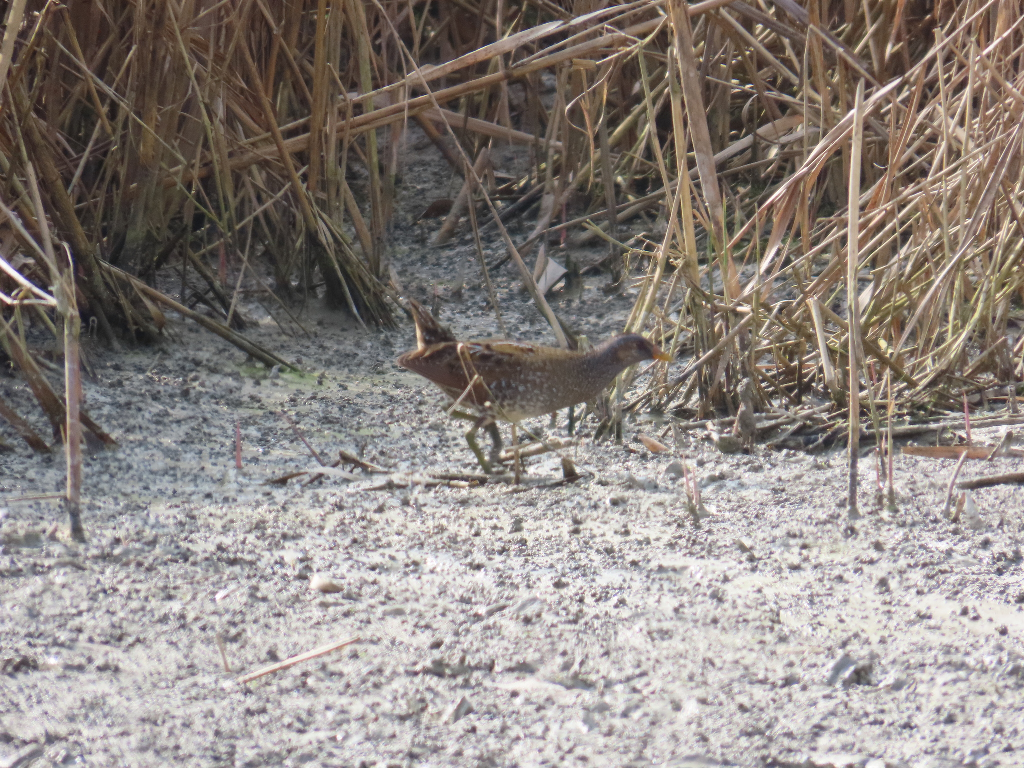 Spotted Crake (Porzana porzana), photo 6