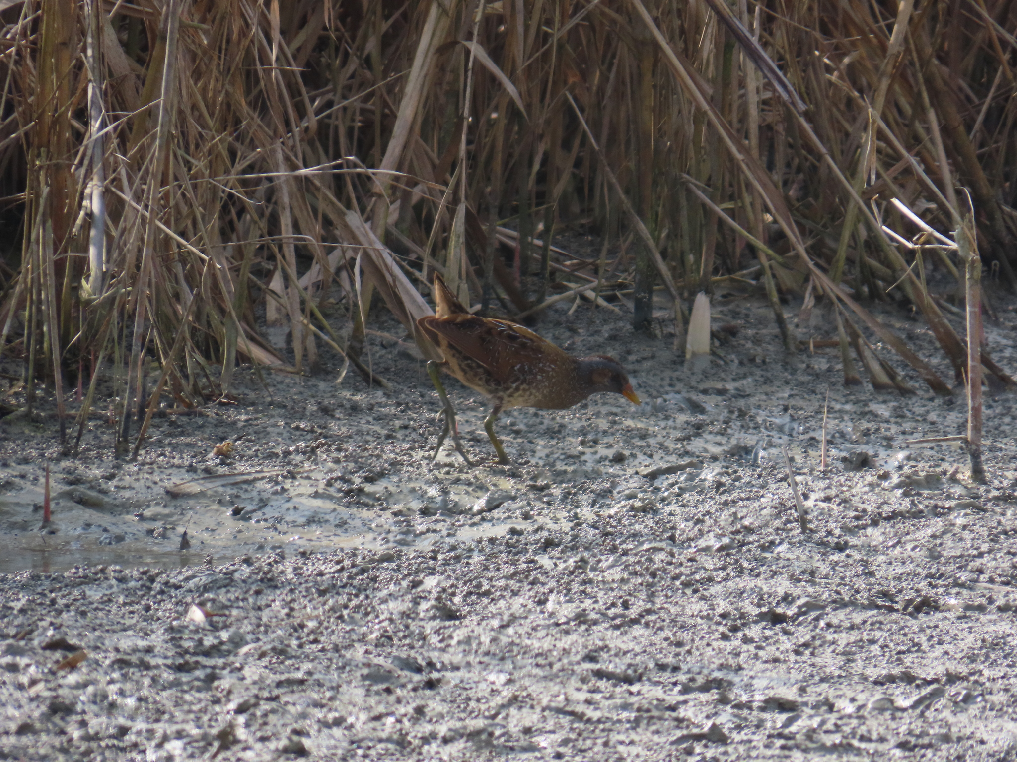Spotted Crake (Porzana porzana), photo 5