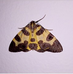 Pantherodes