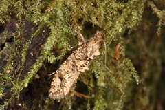 Lysiphragma epixyla