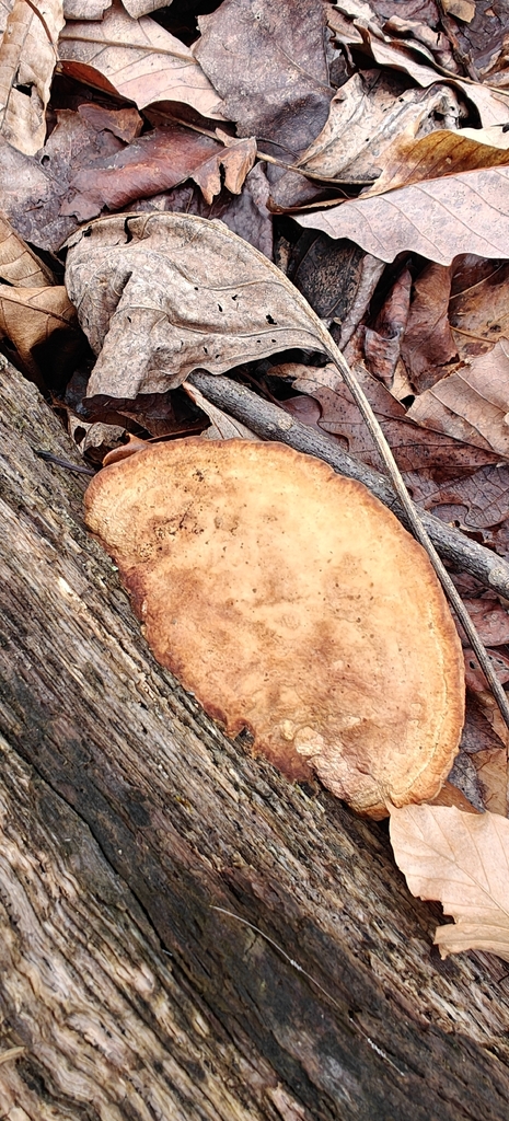 Fomitopsis quercina · March 2026 · photo: © markjones6 (iNaturalist, cc0)