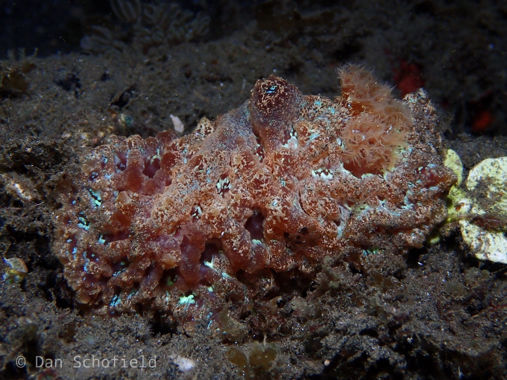 Atagema spongiosa