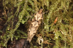 Lysiphragma epixyla