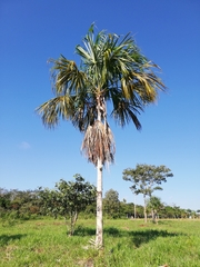 Sabal mauritiiformis