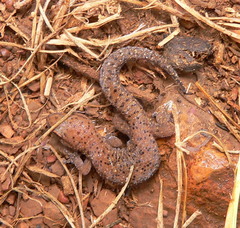 Pachydactylus affinis