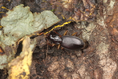 Platynina