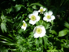 Anemonastrum biarmiense