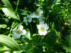 Anemonastrum biarmiense