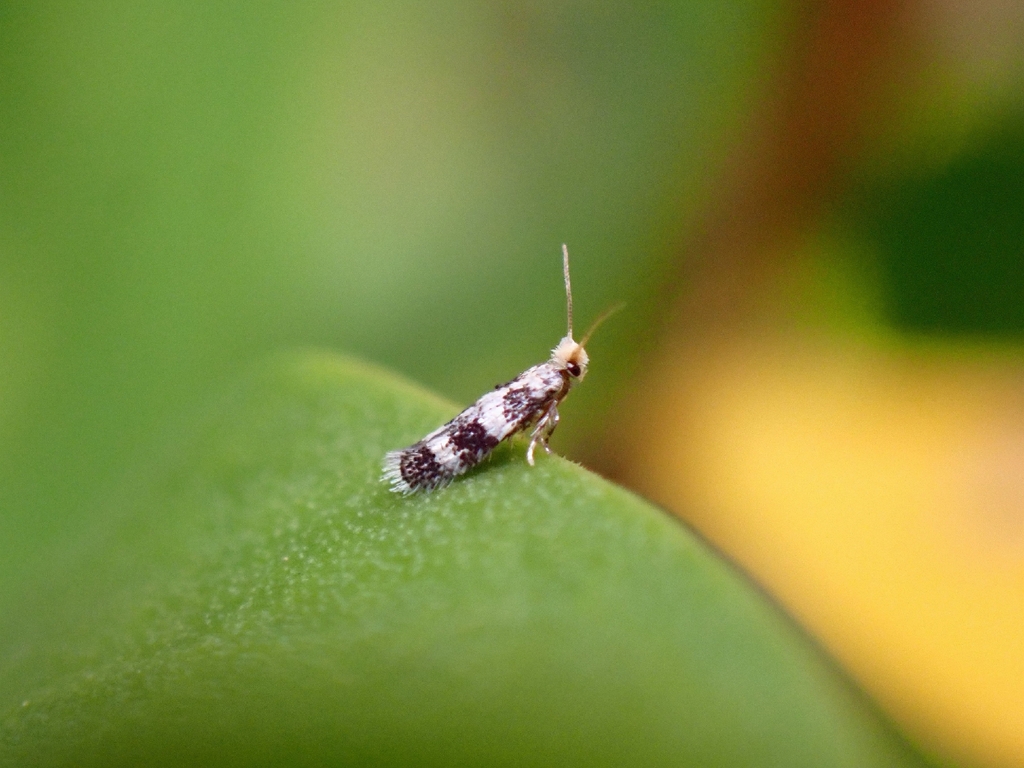 Muhabbetana nigrifasciata