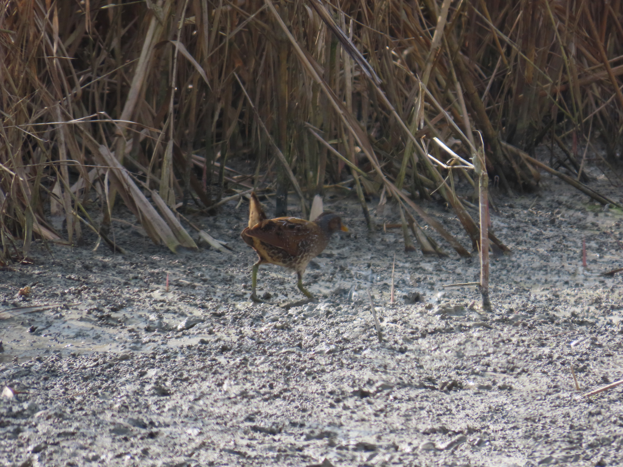 Spotted Crake (Porzana porzana), photo 7