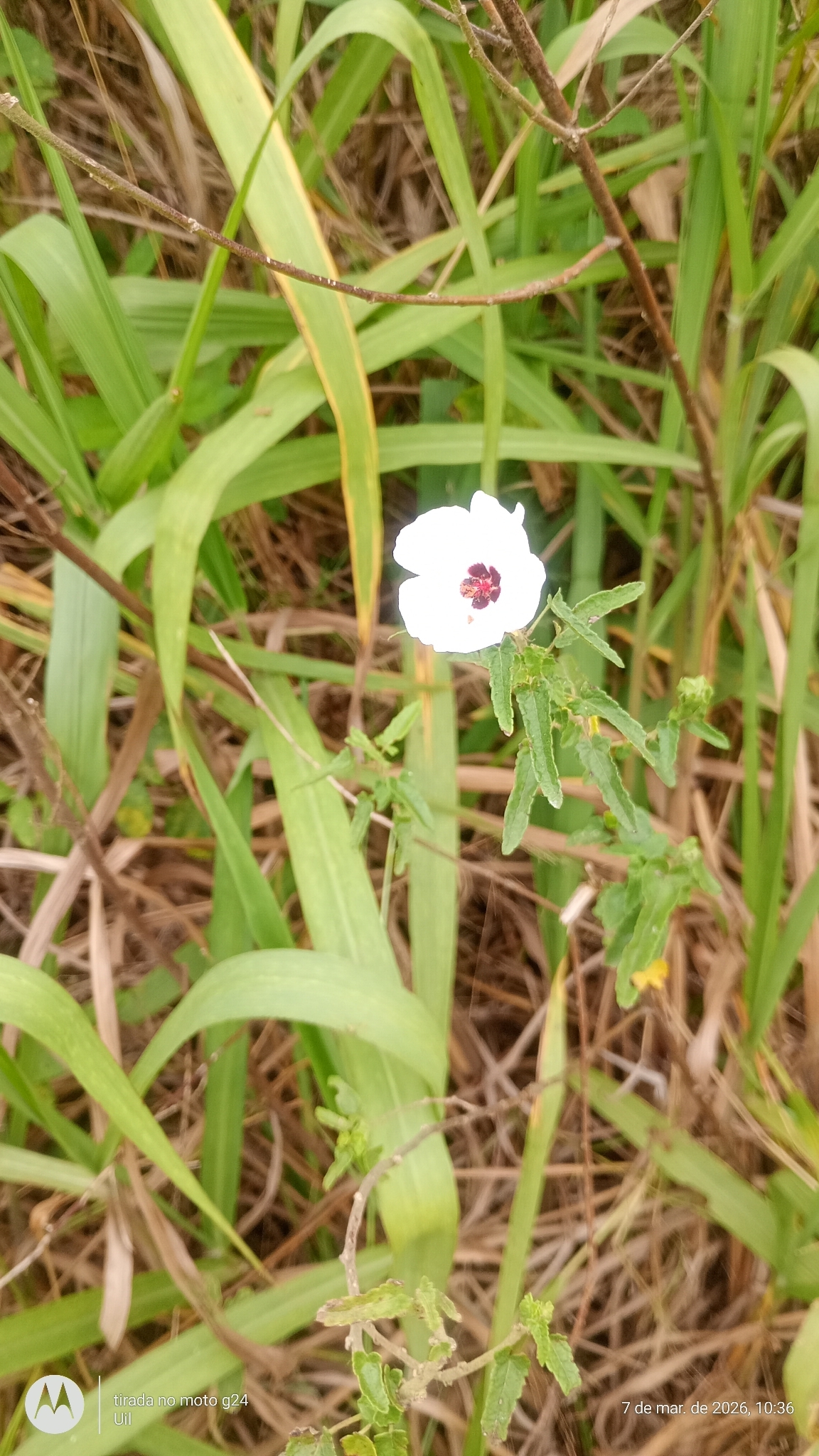 Pavonia hastata