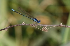 Argia sedula