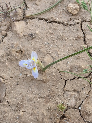Med Moraea