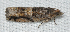 Chimoptesis gerulae