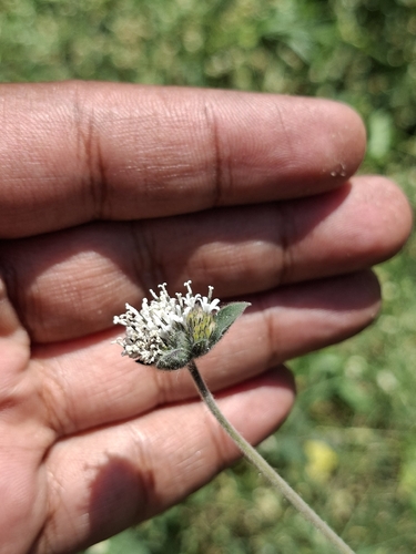 Lagascea mollis, photograph 6